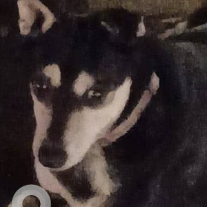 Missing: Black and White Male Indie Dog from Powai lake, Rambaugh