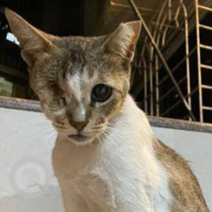 Missing: White-Brown Mix Female Indie Cat from Ramya Jeevan CHS, Mahakali Caves Road