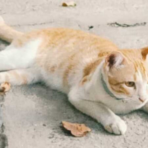 Found: Orange Male Indie Cat from Ganganagar