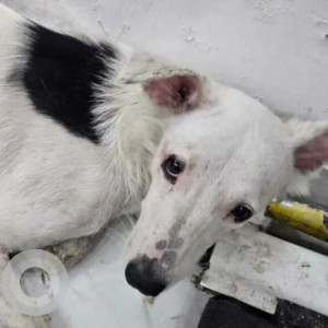 Missing: Black and White Female Indie Dog from Gurudwara Sangat Sthan, Timarpur