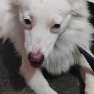 Found: White Male Spitz Dog from Pitampura, Delhi