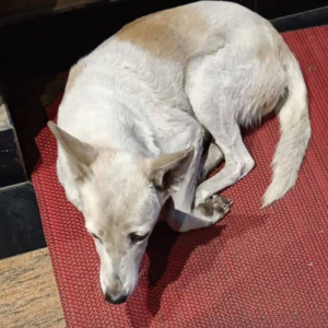 Missing: White-Brown Mix Female Indie Dog from Heights Malad West