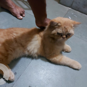 Found: Orange Male Exotic Shorthair Cat from Vepery, Ritherdon road