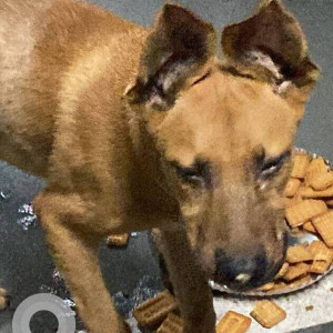 Found: Brown Male Indie Dog from Terminal 2, Andheri east