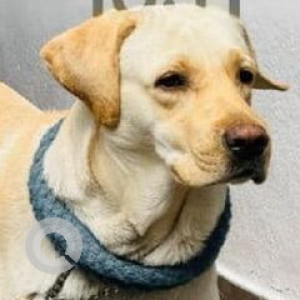 Missing: White Male Labrador Dog from Zostel Hyderabad, Near Durgam Cheruvu Road, Kavuri Hills, Madhapur
