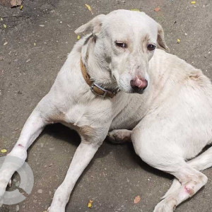 Found: White Male Indie Dog from Jogeshwari East, Natwar nagar outside Yojana society