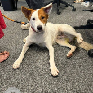 Found: White-Brown Mix Male Indie Dog from Royal Palms in Goregaon East