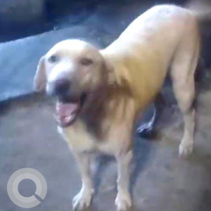 Missing: White Male Labrador Dog from Kandiwali East, Thakur Complex