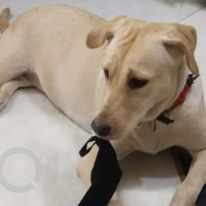 Found: White Male Labrador Dog from Sector 8, Rohini