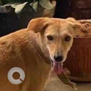 Missing: Brown Not Available Indie Dog from Golden Palms, Kaggadaspura, CV Raman nagar