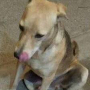 Found: White-Brown Mix Male Indie Dog from Pepsi ground gorai borivali west