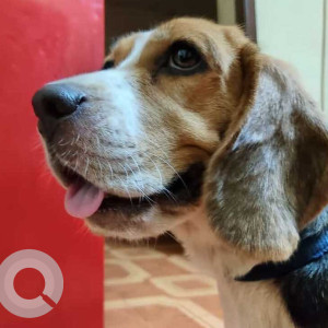 Missing: White-Brown Mix Female Beagle Dog from Chennai