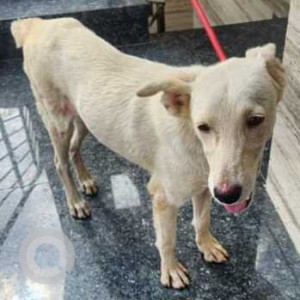 Found: White Female Indie Dog from AECS Layout, Singasandra