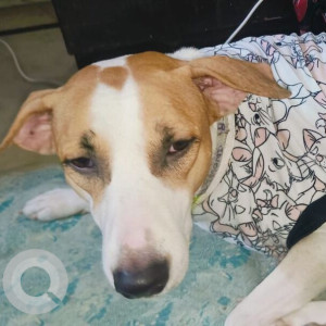Missing: White-Brown Mix Male Indie Dog from Shakarpur, Delhi , U block