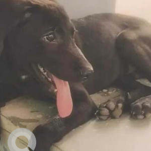 Missing: Black Female Indie Dog from Lothukunta Signal