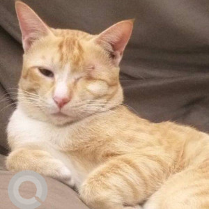 Missing: Orange Male Ginger cat Cat from Modi Park, Iraniwadi Road no. 3 Kandivali West