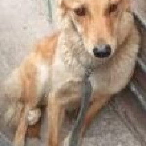 Found: Brown Male Pomeranian Dog from House no 73 maruthi nagar madiwala near karavalli girls pg