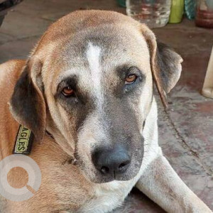 Found: Brown Male Indie Dog from Bindra Navratan Andheri East