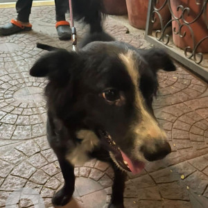 Found: Black and White Male Indie Dog from Caterbury Castle 232 near 80 ft road Indiranagar