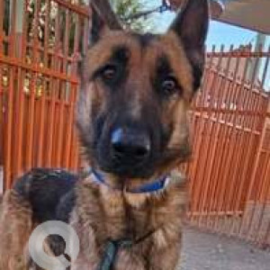 Missing: Black and Brown Male German Shepherd Dog from Cimarron And Gomer, Mountains Edge Area, Las Vegas, Nevada