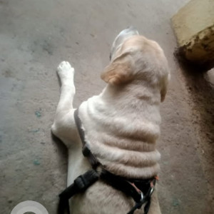 Found: White Male Labrador Dog from M block, District park