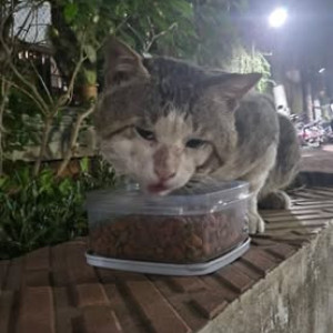 Found: White-Brown Mix Male Indie Cat from Kandivali west, Mumbai