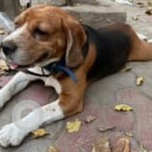 Found: White-Brown Mix Male Beagle Dog from Nagia Park area, North Delhi, Kamal Nagar