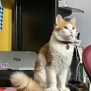 Missing: Orange Female Indie Cat from B1 LH3, Lanco Hills, Manikonda