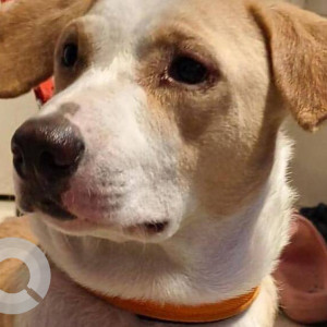 Missing: White-Brown Mix Male Indie Dog from Jimmy’s Bakery Mahim