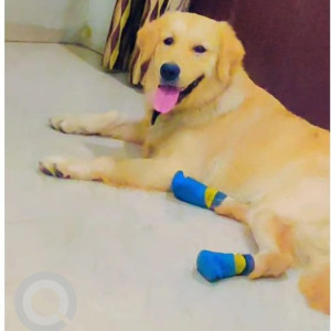 Missing: Golden Male Golden Retriever Dog from Sukliya Choraha, Saver Road, Indore