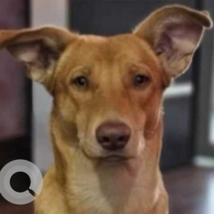 White Female Indian pariah dog Dog is Found from Shakarpur, Delhi