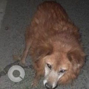 Missing: Brown Male Pomeranian mix Dog from Booth Ground, 5th Cross, 4th Main, OMBR Layout