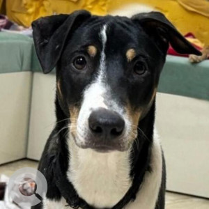 Missing: Black and White Female Indie Dog from Gollarahatti , Magadi Road