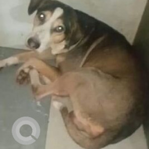 Missing: Black and Brown Male Indie Dog from Jeevraksha, Malad west