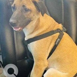 Missing: Brown Male Indie Dog from Krishna Park, Khanpur, Delhi
