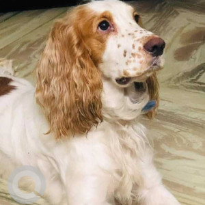 Missing: White-Brown Mix Male Cocker Spaniel Dog from Lanco Hills Circle, SYVR School, Manikonda, Hyderabad