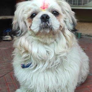 Missing: Black Male Indie mix Dog from Kaushambi A block, Ghaziabad