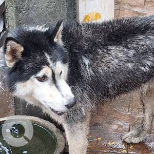 Found: White and Grey Male Husky Dog from Goregaon west, near patkar college