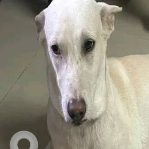 Missing: White Male Indie Dog from Vasant Valley, Goregaon East