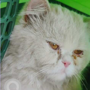 Found: White Female Persian Cat from Gottigere, next to Guinina Iris Apartment