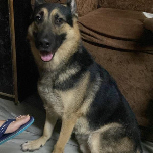 Found: Black and Brown Male German Shepherd Dog from Jwalapur, Haridwar