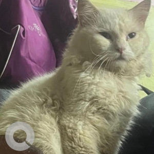Missing: White Male Persian Cat Cat from Gamdevi Grant Road