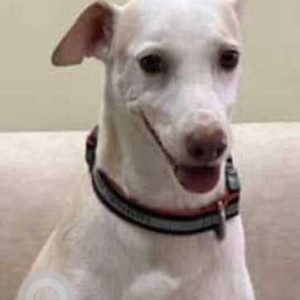 Guddy is missing from Goola Nagar, 603 Jame Jamshed Road, Matunga East