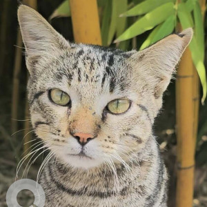 Missing: Black Male Indie Cat from Subramanyapura