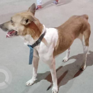 Missing: White-Brown Mix Male Indie Dog from Hotel jalaja , Waghbil naka , thane