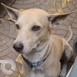 Missing: White Male Indie Dog from Krishna Residency Malad West