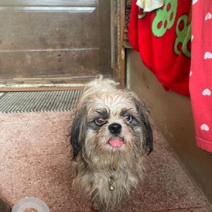 Missing: White-Brown Mix Male Shih Tzu Dog from Hennur cross Bangalore