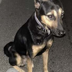 Found: Black and Brown Male Indie Dog from Mahanagar Petrol Pump