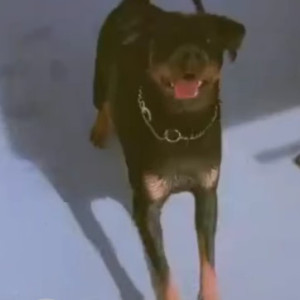 Missing: Black and Brown Female Rottweiler Dog from Anekal KSRTC Depot