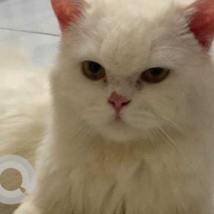 Missing: White Male Persian Cat from Banjara hills, Hyderabad